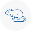 Rat Control Plaistow