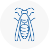 Plaistow Wasp Nest Removal